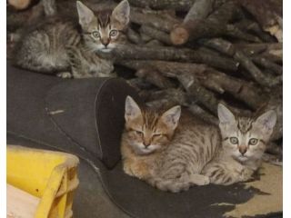 Gattini piccolini