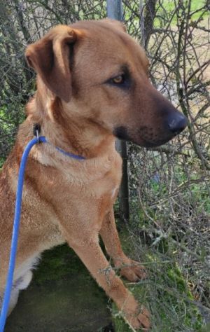 CAGNOLINO CERCA CASA - Foto 3