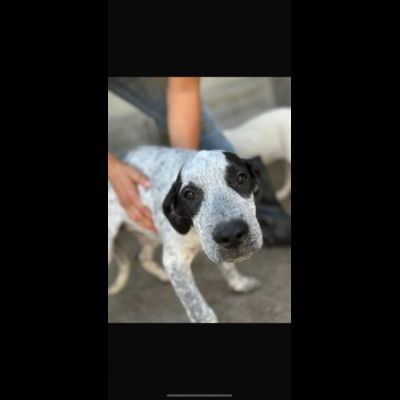 Cucciole in adozione - Foto 2