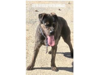 ROCKY giovane Rottweiler cerca urgentemente casa.. apri il suo box salvalo!