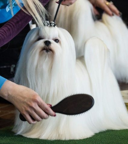 maltese
