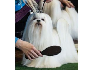 maltese