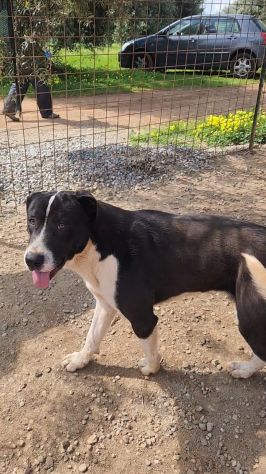 Mix Pitbull maschio 12mesi SOS CASA COSENZA