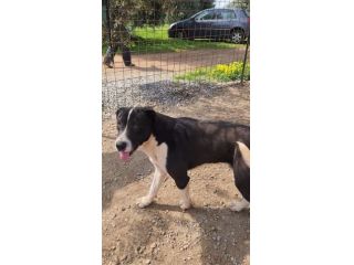Mix Pitbull maschio 12mesi SOS CASA COSENZA