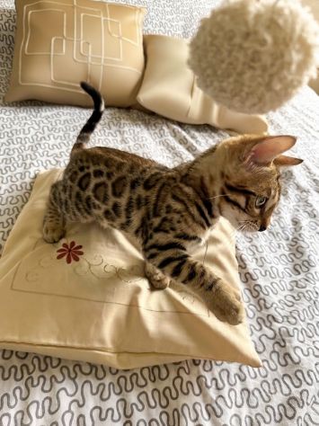 Cuccioli bengala