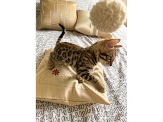 Cuccioli bengala