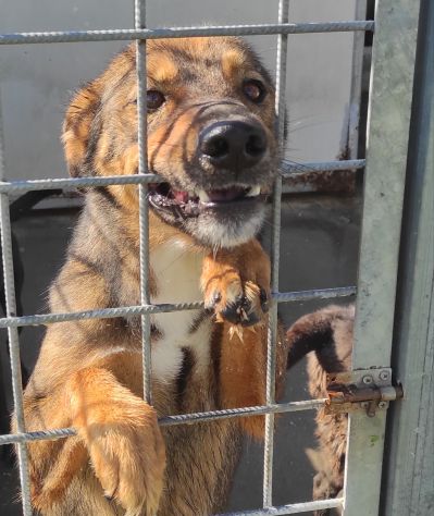 GIOI CANE IN ADOZIONE - Foto 10