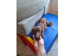 Mia taglia piccola 6 kg