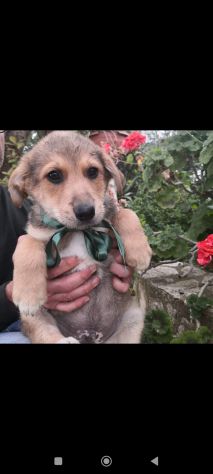 Regalo meravigliosi cuccioli incrocio labrador 2mesi - Foto 3