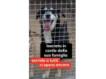 LOLLO 7 ANNI TAGLIA MEDIA 20/25 KG CIRCA IN CANILE