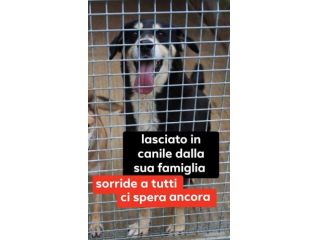 LOLLO 7 ANNI TAGLIA MEDIA 20/25 KG CIRCA IN CANILE