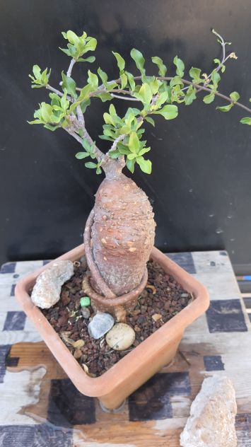 Cactus Caudex Bonsai -  Fokea Edulis - RARA! - Foto 7