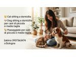 Cat Sitter Bologna