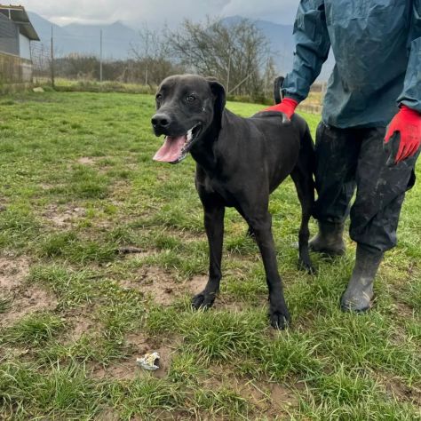 NOIRE SIMIL ALANO CANE IN ADOZIONE - Foto 4
