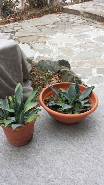 piante grasse - Foto 2