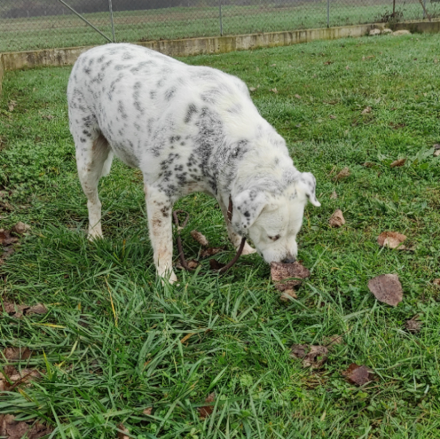 CANE IN ADOZIONE: AMELIE, una vita di briciole. - Foto 3