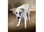 HANSIA, UN MIRACOLO DI  LIBERTÀ CAGNOLINA IN ADOZIONE