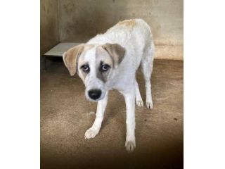 HANSIA, UN MIRACOLO DI  LIBERTÀ CAGNOLINA IN ADOZIONE