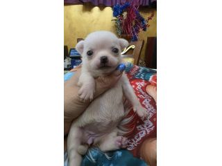 Chihuahua