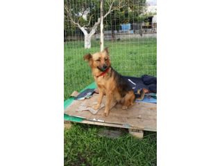PRINCIPESSA, cagnolina meravigliosa