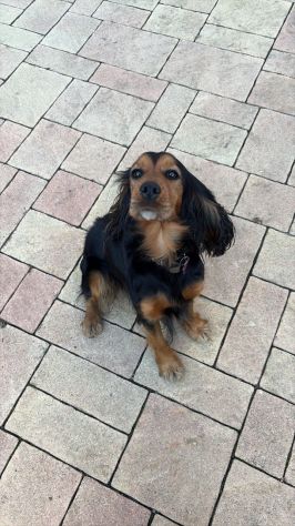 Cucciolo Coccer Spaniel maschio fulvo 3 mesi - Foto 7
