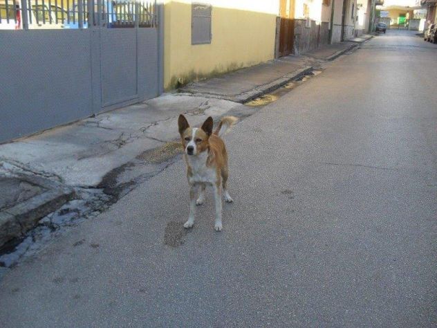 GIACOMINO, dolce cagnolino in pericolo - Foto 3