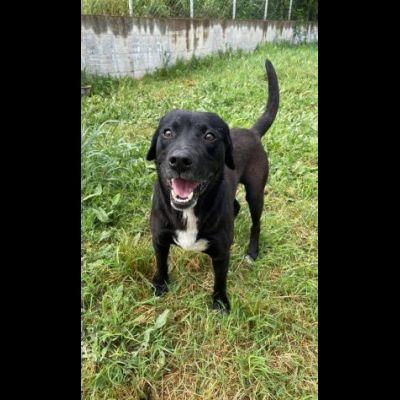 BORIS FANTASTICO ESEMPLARE DI CANE COZZA! DOLCISSIMO CAGNOLINO IN ADOZIONE - Foto 3