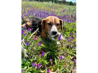 Penny beagle taglia piccola 10 kg