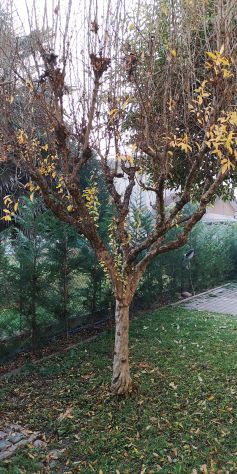 albero Melograno. - Foto 5