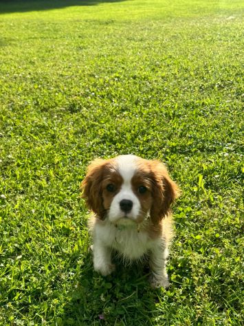 Cucciola di Cavalier King con pedigree - Foto 4