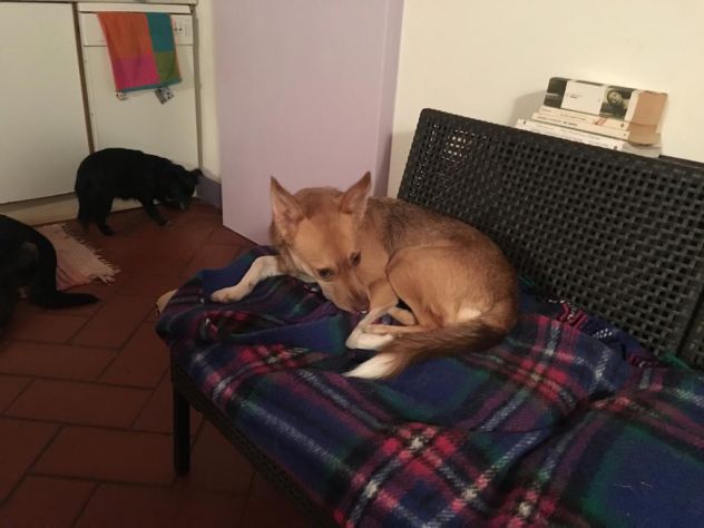 LUNA, affettuosa cagnolina - Foto 4