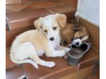 Pino e Pepe cuccioli taglia medio piccola