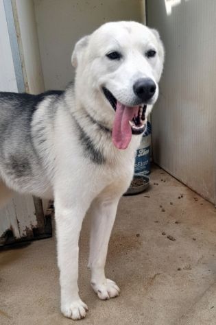 Oscar bellissimo mix husky in adozione - Foto 5