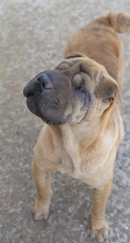 Anita simil Shar pei in adozione - Foto 3