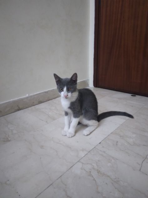 Gatti - Foto 2