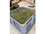 ADDETTO/A RICEZIONE OLIVE CON PATENTINO MULETTO