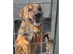 CANE IN ADOZIONE: GIOIELLO un amore di cane.
