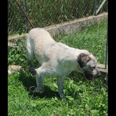 JAGO GIOCHERELLONE ED ALLEGRO CANE IN ADOZIONE - Foto 8