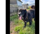 NADAL, SIMIL TERRANOVA adorabile tenerone, cane in adozione tg media