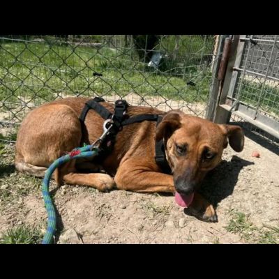 PAZZY E I SUOI CUCCIOLI IN ADOZIONE - Foto 6