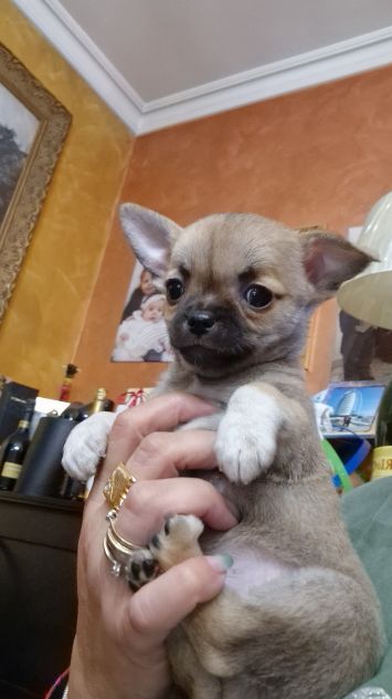 Cuccioli di chihuahua pedigree - Foto 4