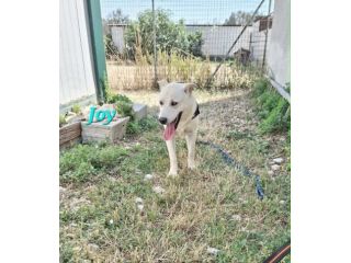 Vorrei sentirmi dire, Joy prepara le valigie, vai a casa !!!