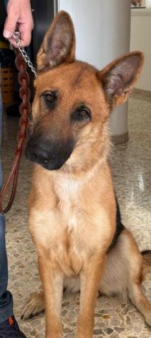 LUNA splendida PT, cane in adozione - Foto 2