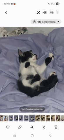 Gatti - Foto 5