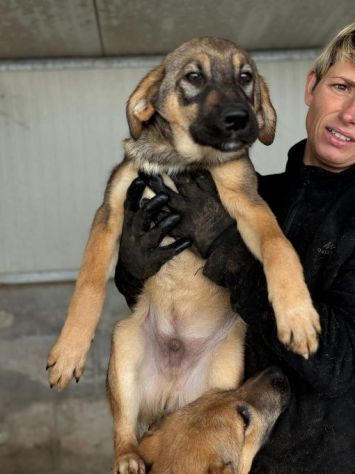 CUCCIOLI IN ADOZIONE: WILLY GIOIOSO LUPETTO TG MEDIA - Foto 3