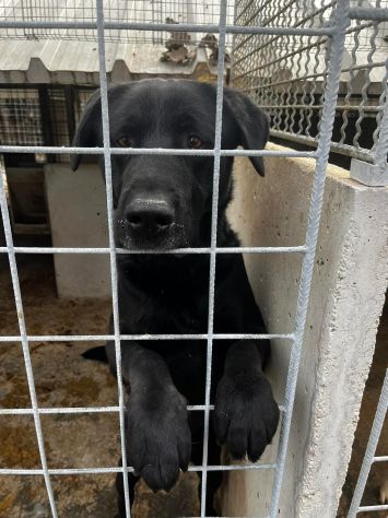 SIRIUS FANTASTICO MIX LABRADOR CANE IN ADOZIONE - Foto 3