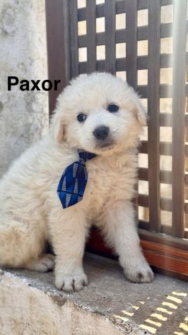 Cuccioli di maremmano - Foto 4