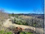 Terreno agricolo in vendita a Crespina Lorenzana 20611 mq  Rif: 1312858