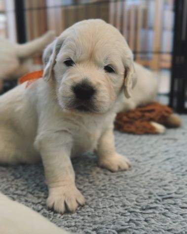 CUCCIOLI DI GOLDEN RETRIEVER - Foto 2