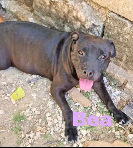 Eros e Bea due amici fedeli in adozione - Foto 4